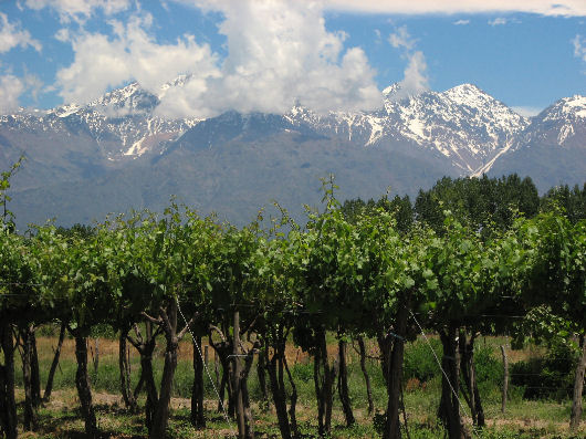 Mendoza vigneti